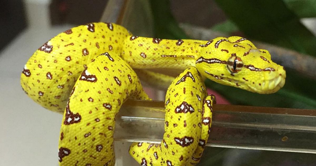 Die 5 schönsten Schlangen