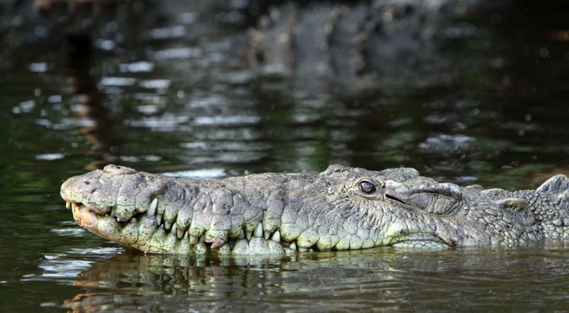 Nur etwas für ganz Harte: Schwimmen mit extrem besonderen Reptilien!