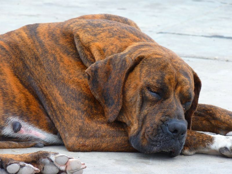 5 Zeichen dafür, dass dein Hund Schmerzen hat und sie verstecken will