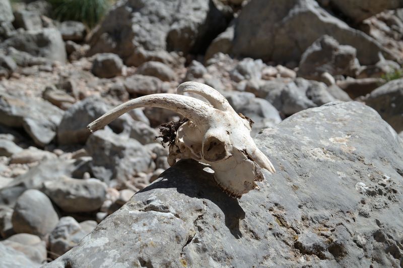 Seltsames Tier in Neuseeland gefunden