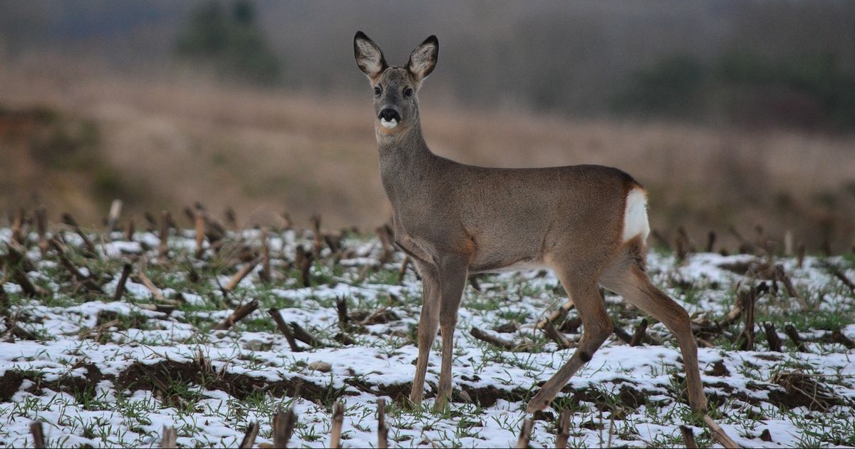 Können sich Wildtiere im Winter eigentlich erkälten?
