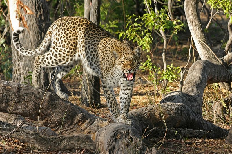 Kann Ein Leopard Seine Punkte Verändern?