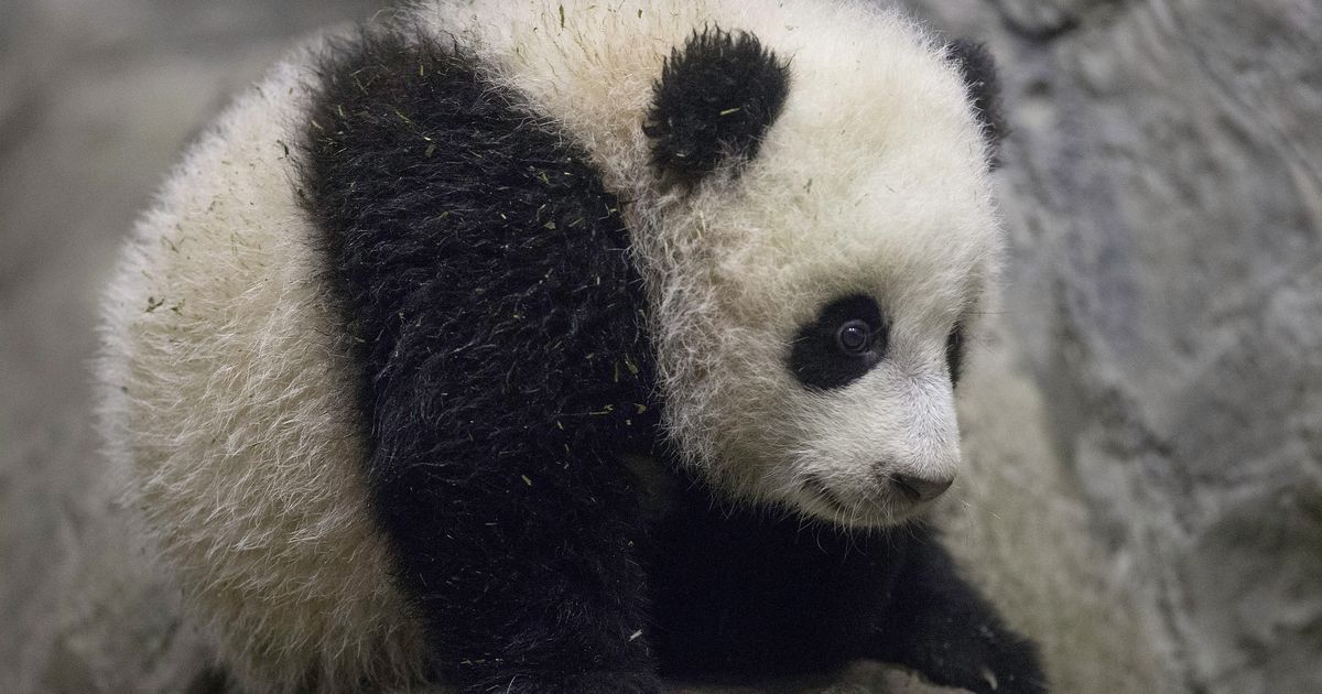 Was dieser Panda macht, ist unglaublich süß!