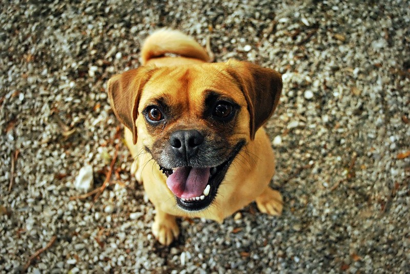 5 Gründe, warum dein Hund dich beim "Koten" anschaut!