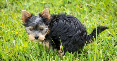 5 Gründe, warum dein Hund dich beim "Koten" anschaut!