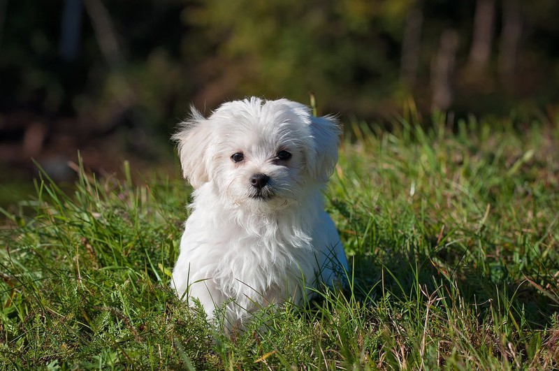 5 Gründe, warum dein Hund dich beim "Koten" anschaut!