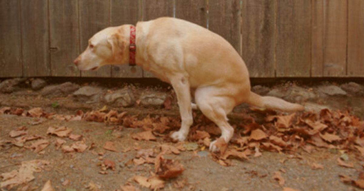 5 Gründe, warum dein Hund dich beim \