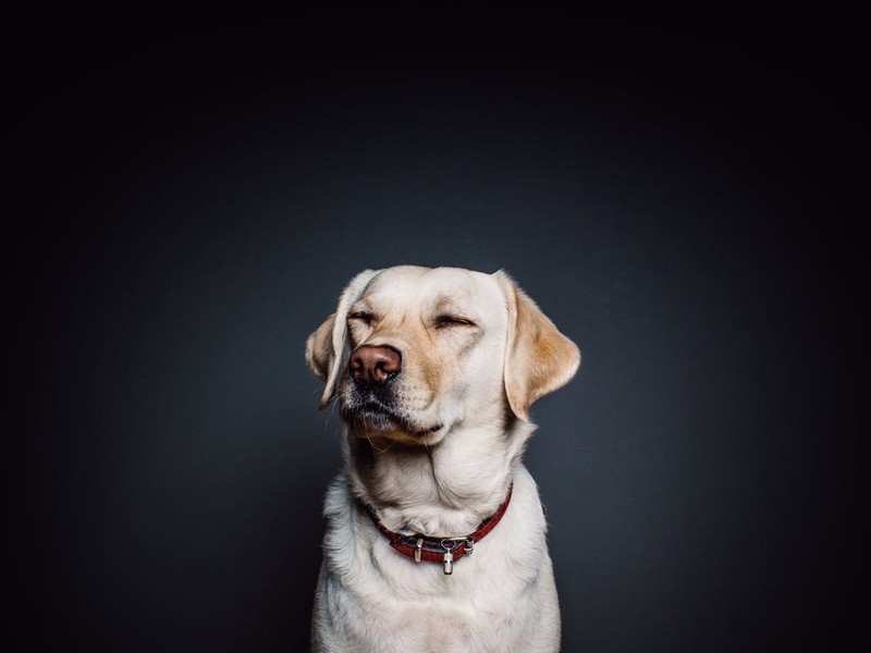5 Gründe, warum dein Hund dich beim "Koten" anschaut!
