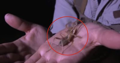Die Spinne beißt in den Finger