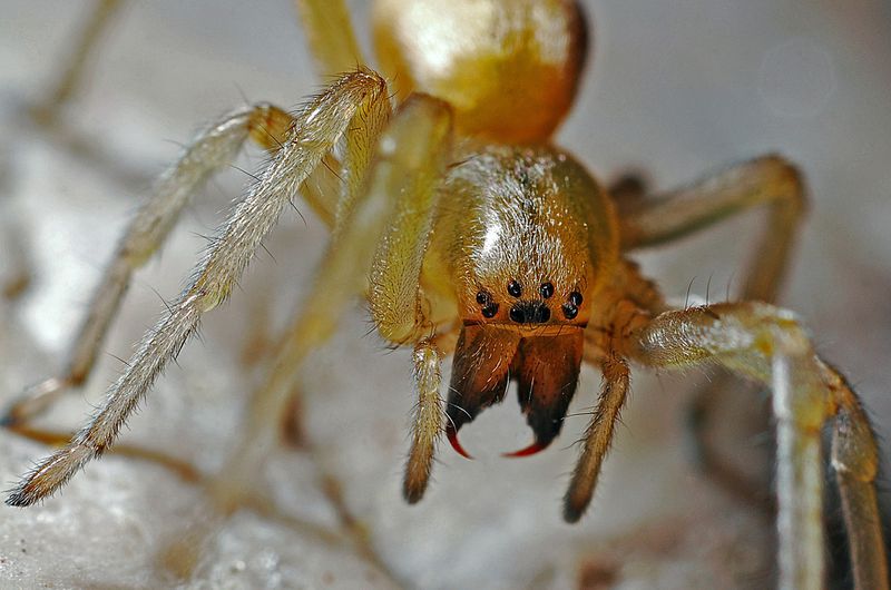 Die Spinne beißt in den Finger
