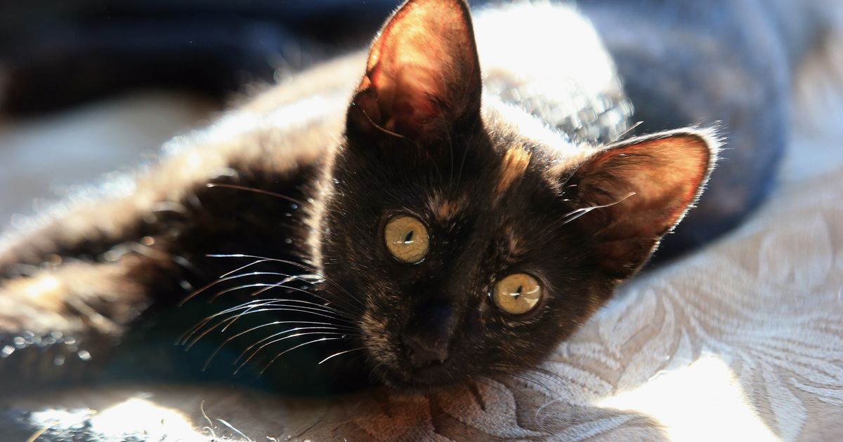 Fremde Katze Miaut Vor Der Tür