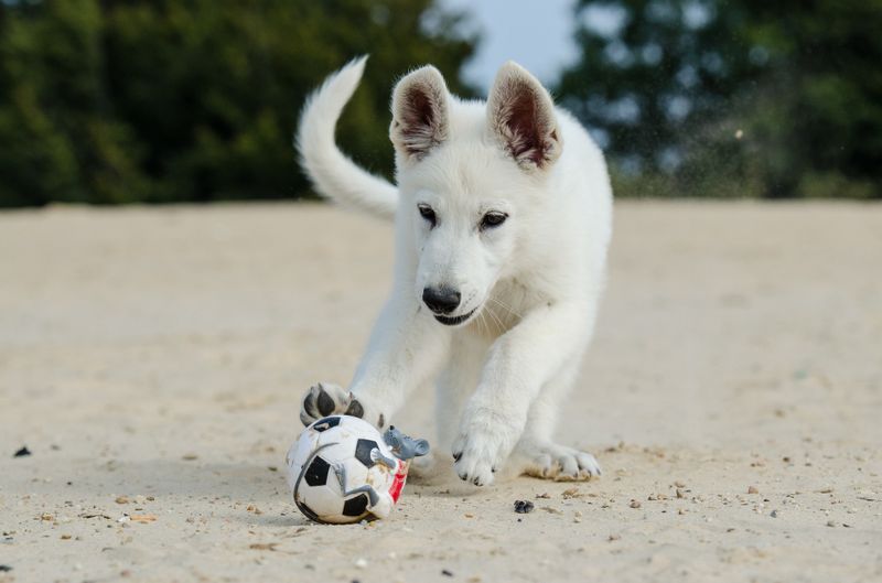 Das MUSST du beachten, bevor du dir einen Hund zulegst!
