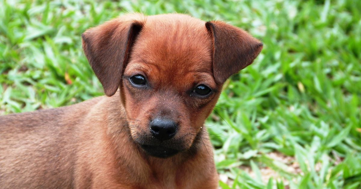 Versicherung Hund Versicherung Hund