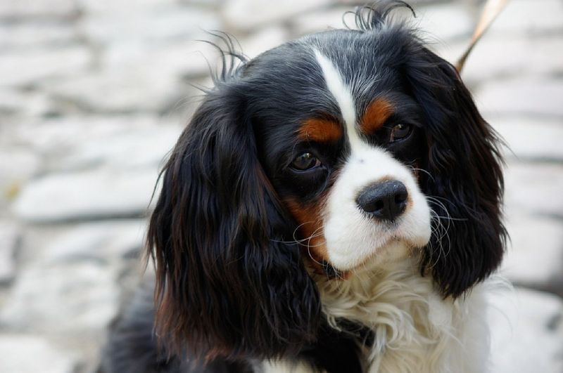 Die teuersten Hunde der Welt