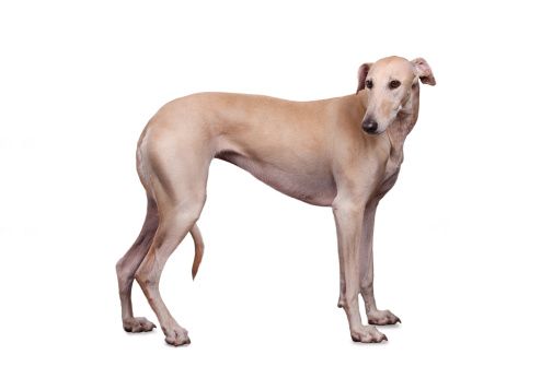 Der Hund sieht aus wie ein Schwein & hat ein schreckliches Geheimnis!