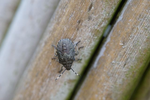 Ekelhafte Tiere Ekelhafte Tiere