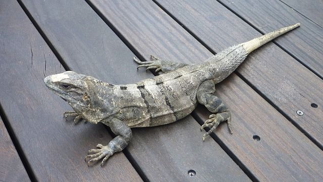 Dieser Mann hat Godzilla an seiner Hauswand