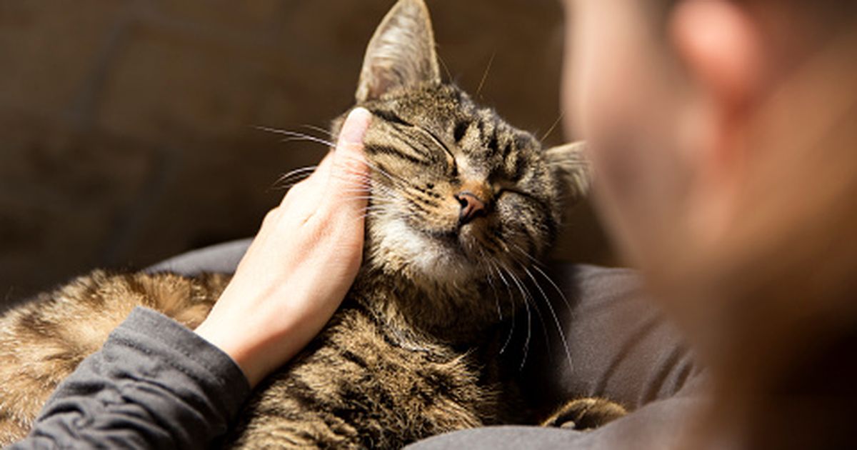 Katze Macht Milchtritt Auf Mir