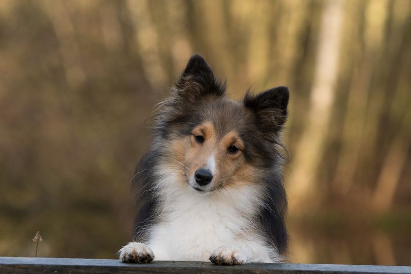Diese Tiere sind für den Menschen am gefährlichsten!
