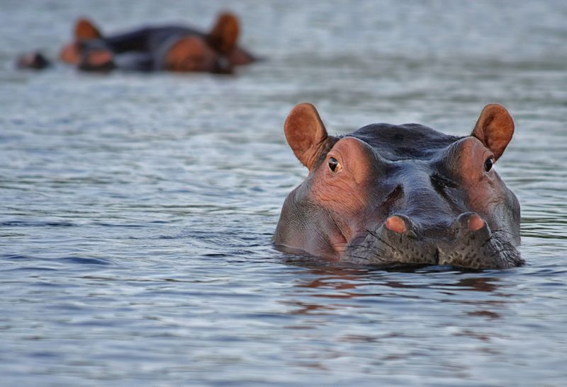 Diese Tiere sind für den Menschen am gefährlichsten!
