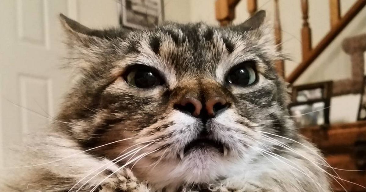 Katze Macht Milchtritt Auf Mir