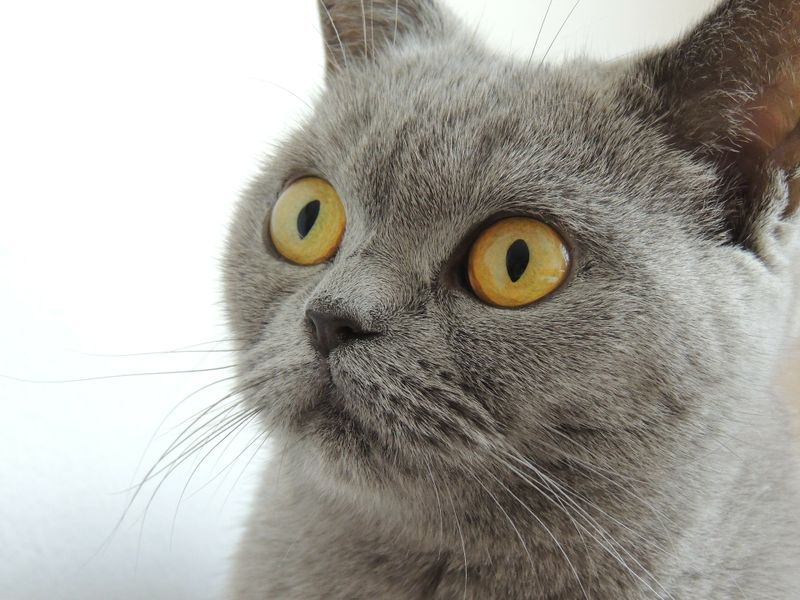 8 Zeichen Dass Katzen Definitiv Aliens Sein Mussen