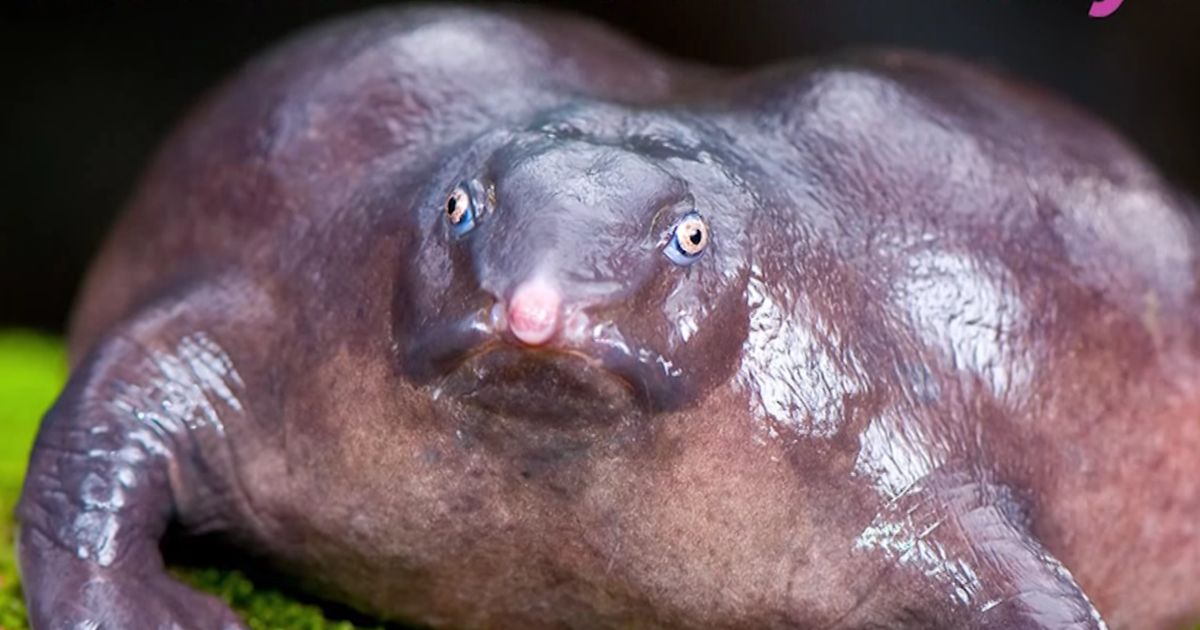 Seltsame Tiere Die Es Wirklich Gibt