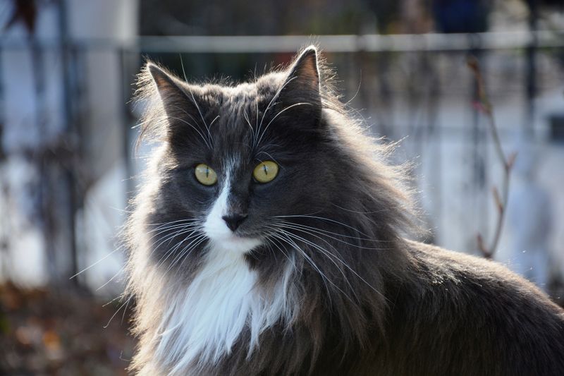 Diese Katze ist ganz schön gemein!