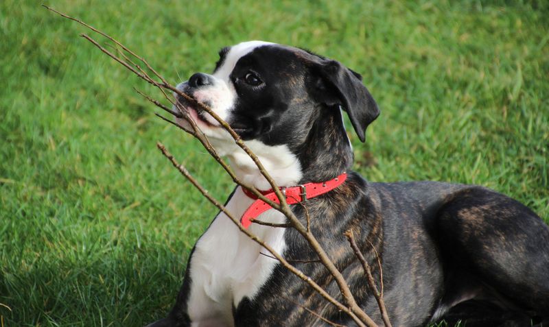 Dieser Hund hat einen Alptraum...