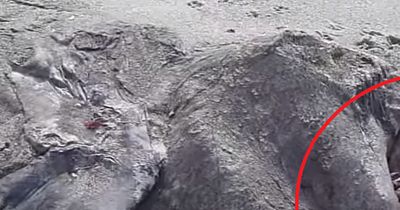 Unbekannte Kreatur am Strand von Neuseeland gefunden!