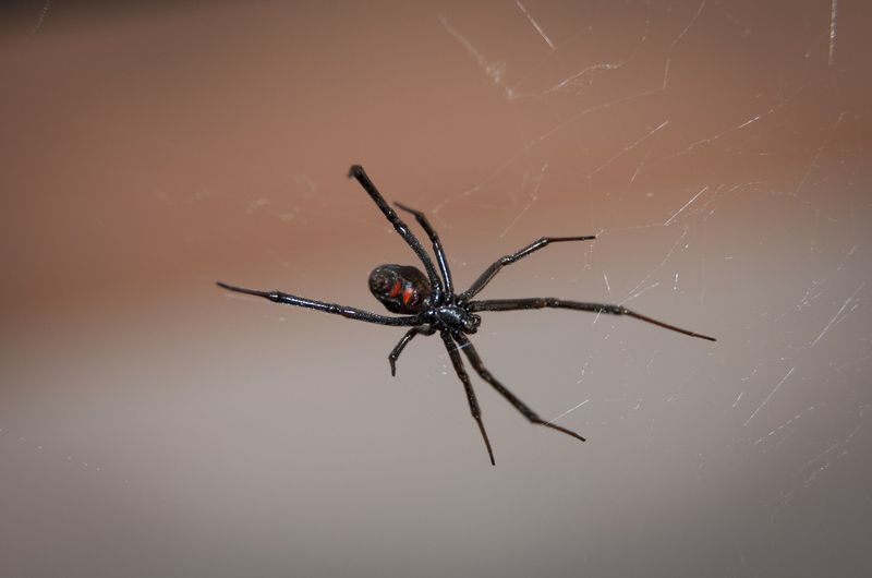 Spüle niemals eine Spinne das Klo hinunter!!!