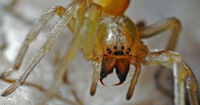 Spüle niemals eine Spinne das Klo hinunter!!!