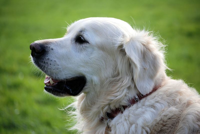 Diese merkwürdigen Dinge machen Paare mit ihrem Hund!