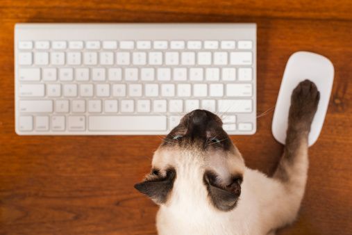 Dieser TRICK verbessert das Verhältnis zwischen deiner Katze und dir!