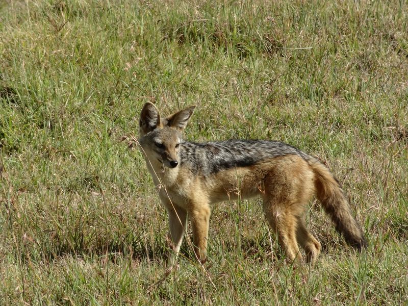 9 verrückte Fakten über niedliche Tiere