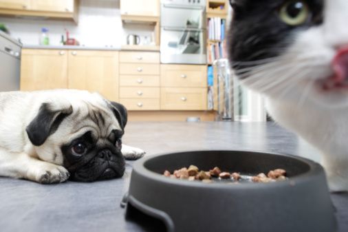 Geniale Lösung So Klaut Euer Hund Nie Wieder Katzenfutter