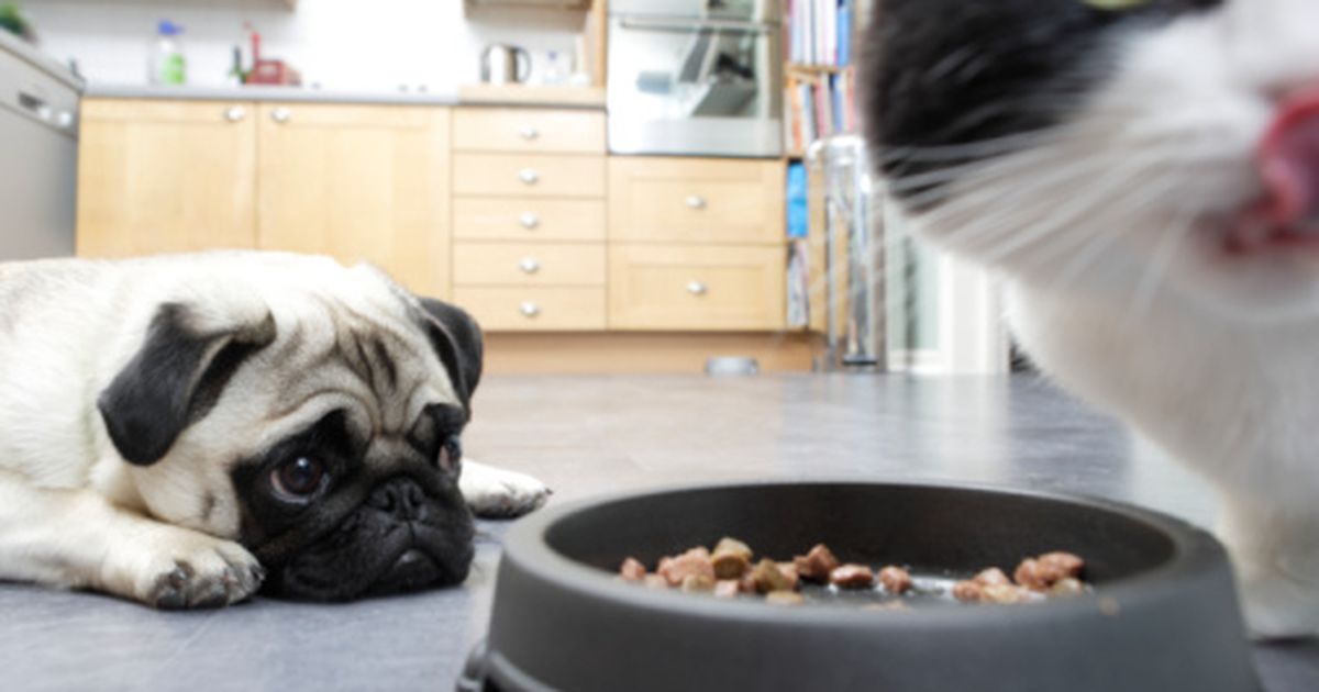 Geniale Lösung So klaut euer Hund nie wieder Katzenfutter!