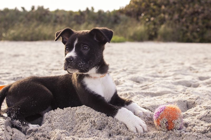 Spielen mit dem Hund: Diese 10 Regeln MUSST du beachten!