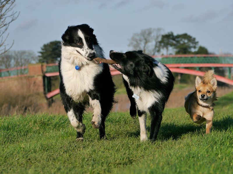 Spielen mit dem Hund: Diese 10 Regeln MUSST du beachten!