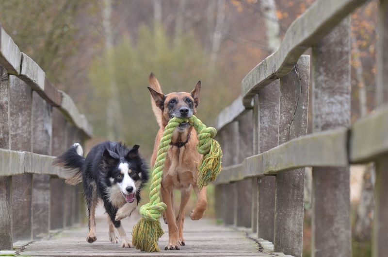 Spielen mit dem Hund: Diese 10 Regeln MUSST du beachten!