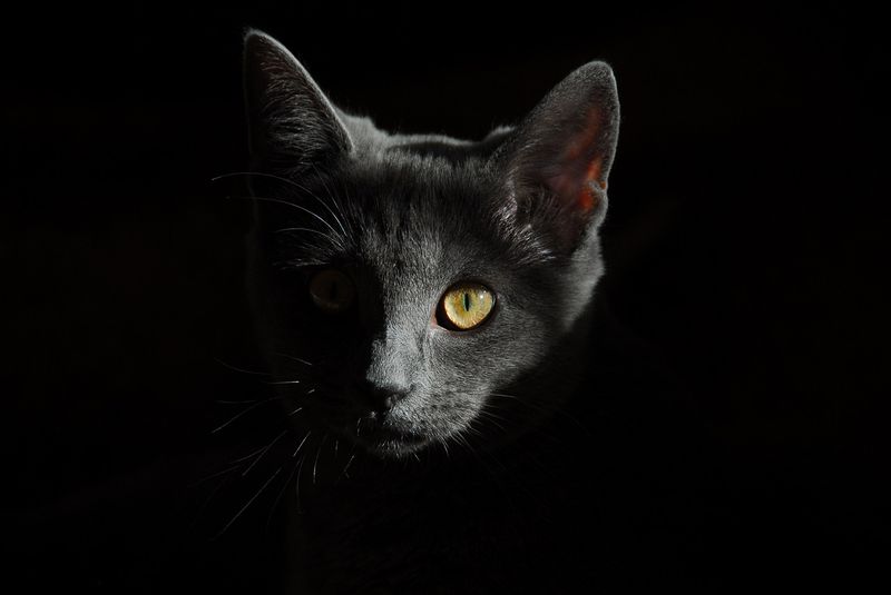 Das machen Katzen bei Nacht wirklich
