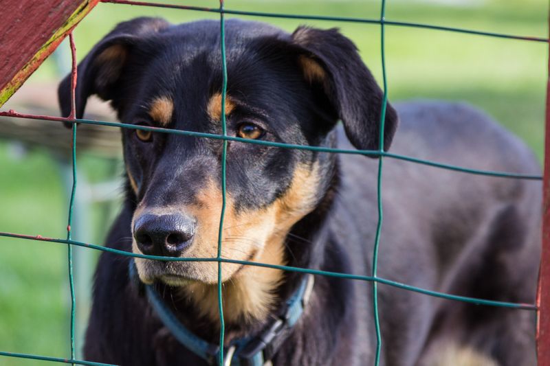 7 Gründe, warum du einen Hund aus dem Tierheim adoptieren solltest!