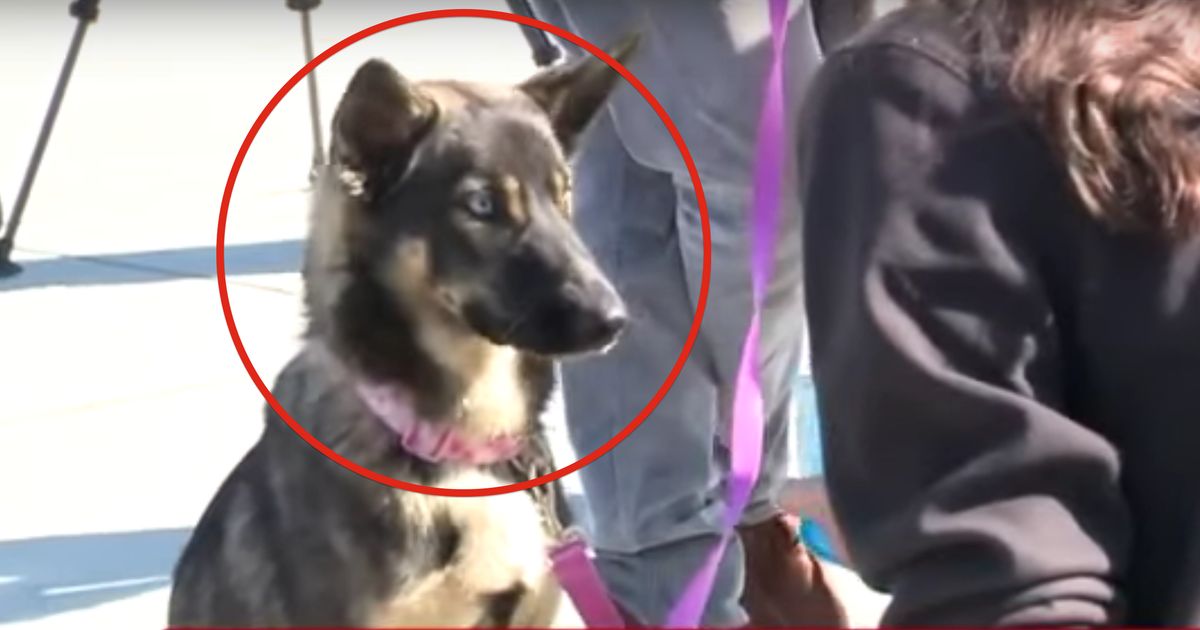 Der Hund war bereits seit 5 Wochen spurlos verschwunden.