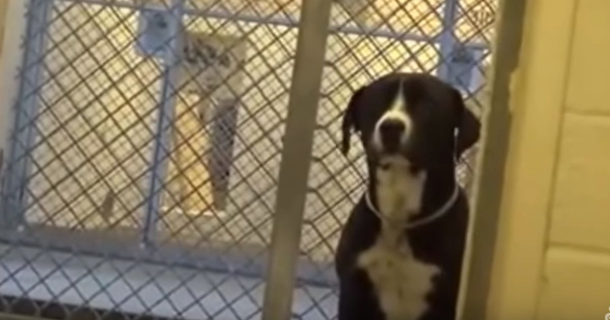 Seit Wochen wartet dieser Hund einsam und alleine darauf, dass sein