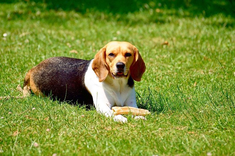 Diese Fragen sollte sich jeder stellen, der mal einen Hund haben will!