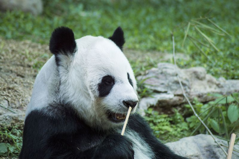 In diesem Video sieht man keine Pandas!