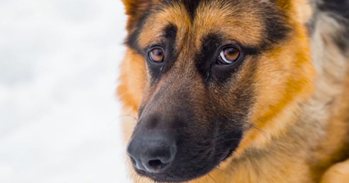 DAS ist der merkwürdigste Hund, den ihr je gesehen habt!