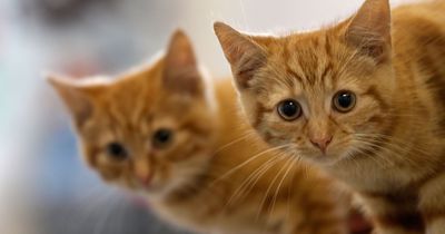 Achtung: So darf man Katzen nicht hochheben