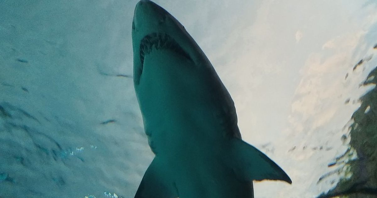 "Deep Blue": Der größte Hai der Welt!