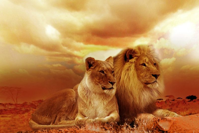 Welche Tiere Bleiben Ein Leben Lang Zusammen www.tierfans.net